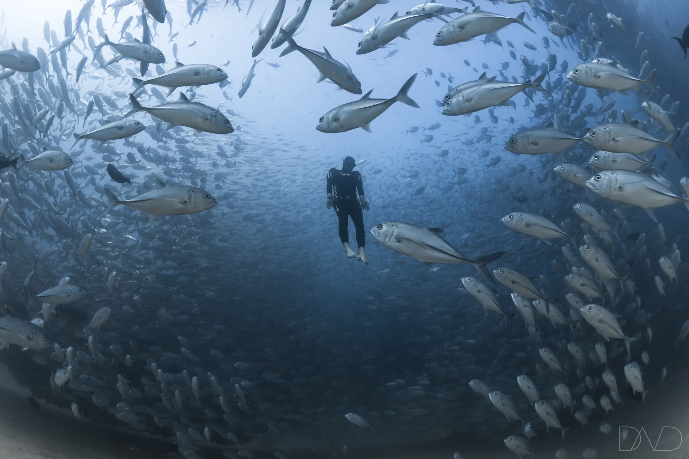 Un buceador rodeado por un enorme banco de peces