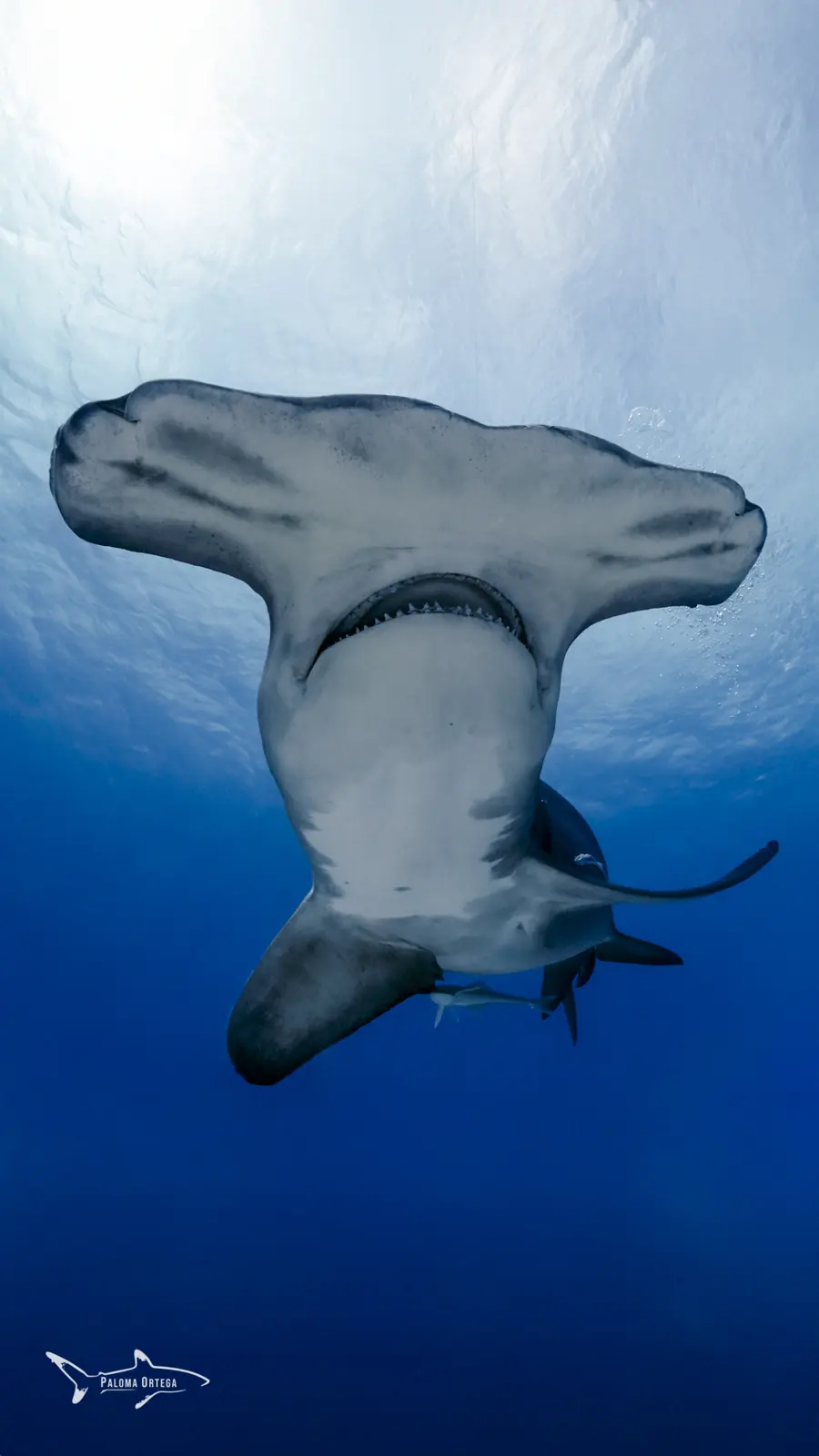Tiburón martillo visto desde abajo