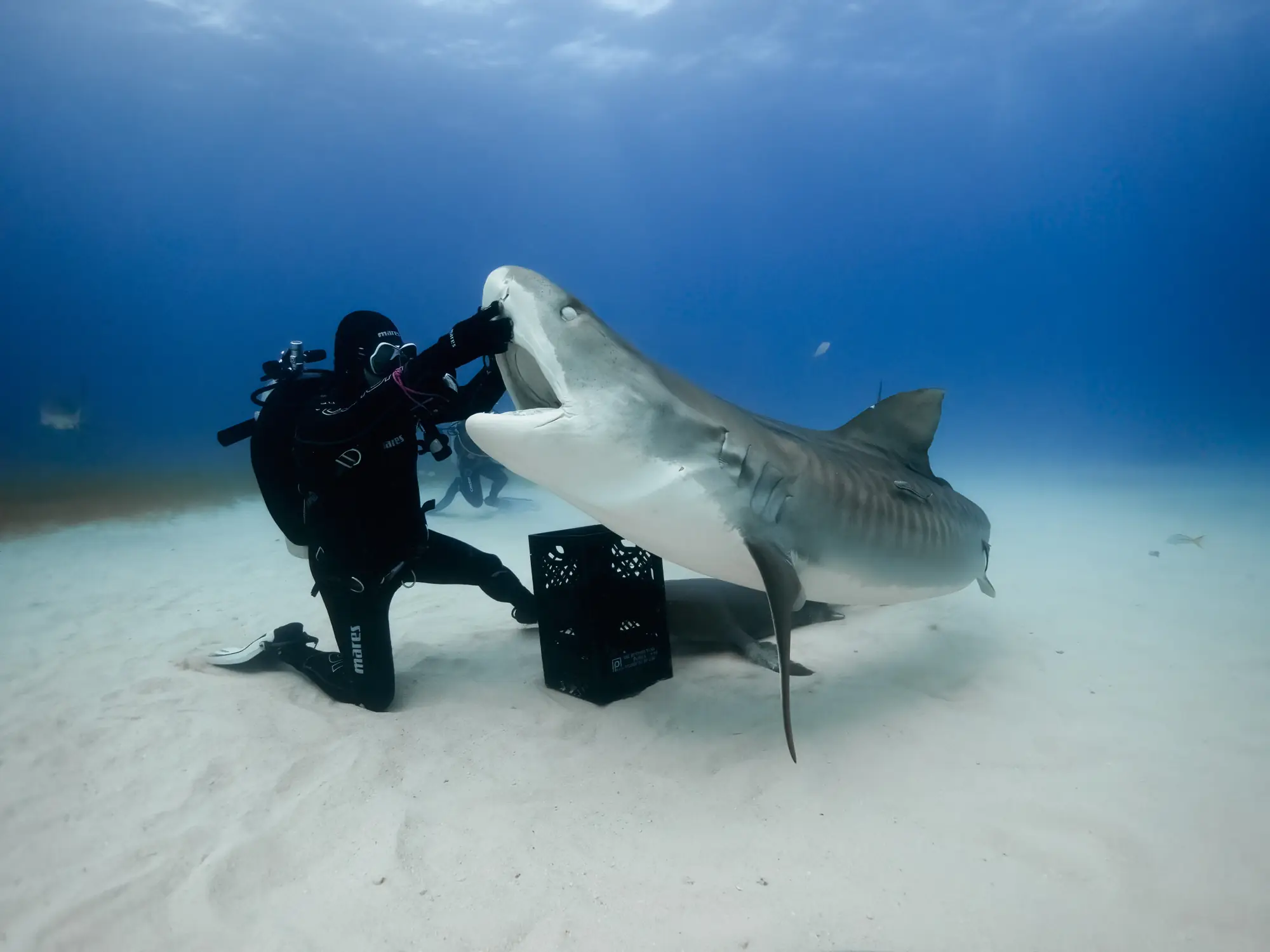 Karlos Simón junto a un tiburón tigre sobre la arena